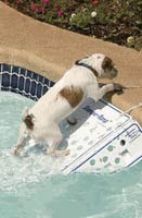 Rampa de acceso para perros Scamper Ramp Rampa de acceso para perros Scamper Ramp