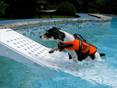 Skamper con perro pequeño Skamper con perro pequeño